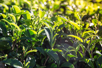 Green tea leaves in a tea plantation in morning. closeup green tea leaves