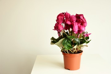 cyclamen