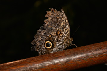 Schmetterling