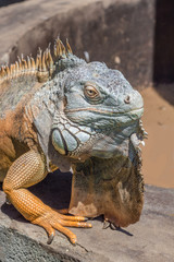 Fototapeta premium Iguana portrait sitting on well wall - Lizard background 