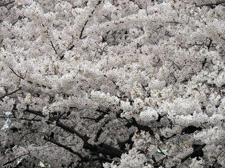 満開の桜