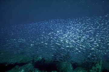 キビナゴの大群