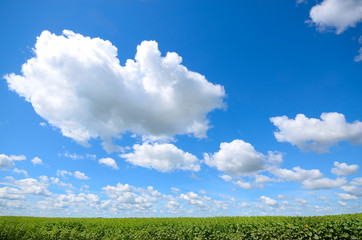 Sunflower green field under cloudy summer sky
