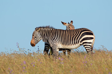 Cape mountain zebras (Equus zebra) in grassland, Mountain Zebra National Park, South Africa.