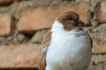 Detail portrait of a pigeon