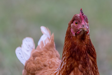 Detailed portrait of red colored hen