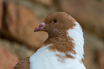 Detail portrait of a pigeon