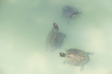 Three turtles looking out of light green water at Kek Lok Si temple in Penang, Malaysia