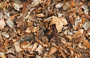  background of dry leaves