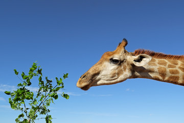 A giraffe (Giraffa camelopardalis) feeding on leaves against a blue sky, South Africa.