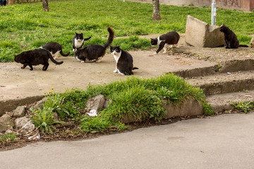 Naklejka premium A set of black and white cats