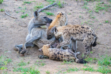 Harpy with babys in South-Africa
