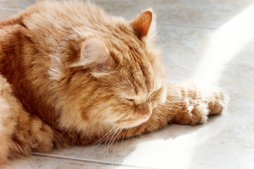 Cute red cat sleeping in the sun.  Close up Ginger cat.