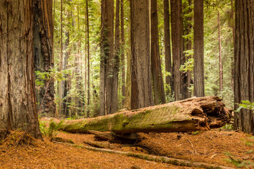 Dead tree giant