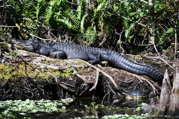 Alligator 