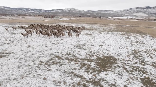 Aerial rotating shot of a beautiful herd of elk grazing in a field