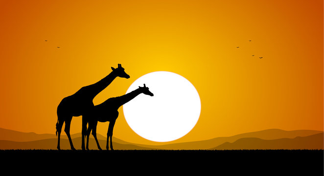 Two Giraffe against the setting sun and hills. Silhouette
