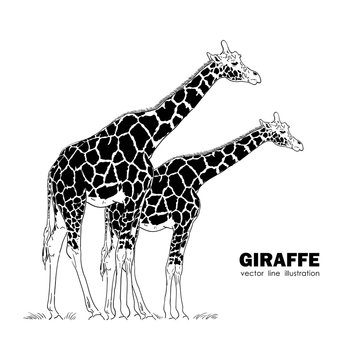 Two isolated Giraffe. Line design. Silhouette