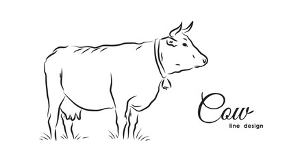 Fototapeta premium Hand-drawn isolated Cow on white background. Line design