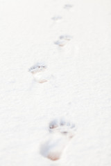 Footprints of bare feet on white snow