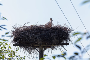 White stork in nest high on pole