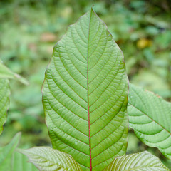 Mitragyna speciosa, commonly known as kratom (Thailand) or ketum in Malaysia, is a tropical medicine herbal in Asia.