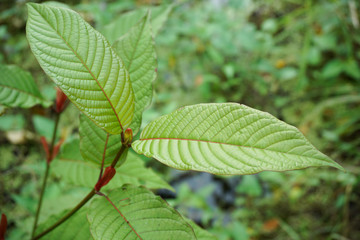 Mitragyna speciosa, commonly known as kratom (Thailand) or ketum in Malaysia, is a tropical medicine herbal in Asia.