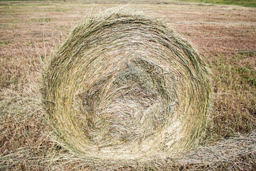 Hay roll on a summer day