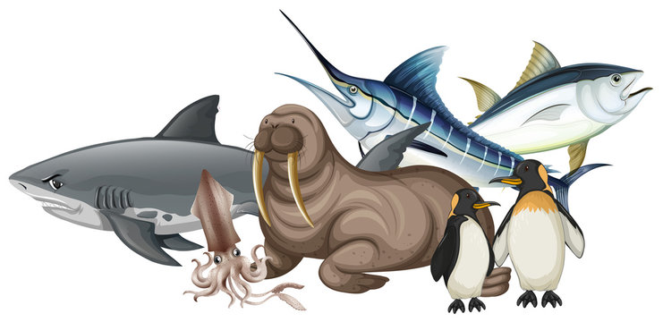 Different types of sea animals on white