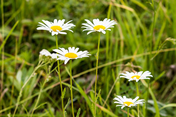 White daisies on a summer green meadow