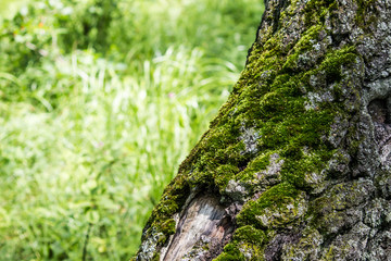 Bark of old tree covered with moss in the summer forest