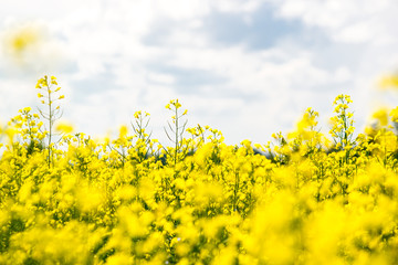 Flower of a rapeseed field under blue sky
