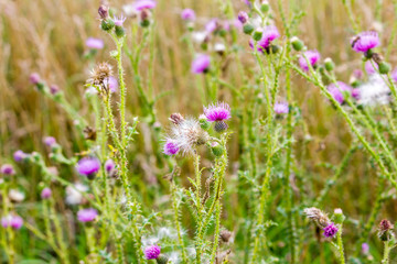 Fototapeta premium A few flowers of thistles in the green grass