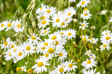 Bouquet of daisies in green grass