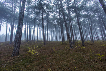 Obraz premium misty morning in the forest 