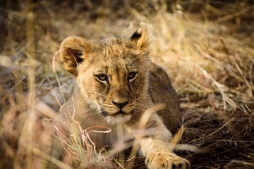 Lion Cub of Madikwe