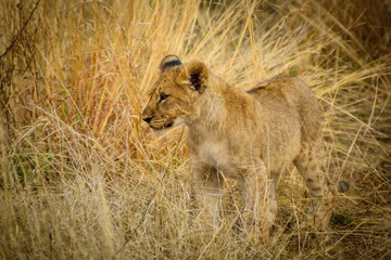 Lion Cub of Madikwe