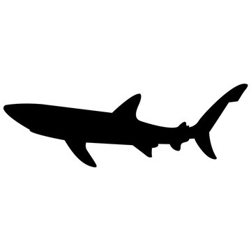 Vector image of a shark silhouette on a white background