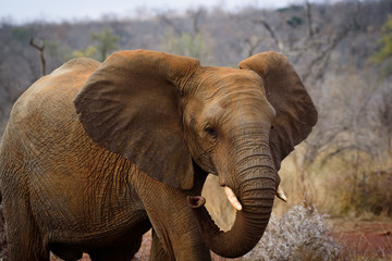 Fototapeta na wymiar Baby Elephant of Madikwe