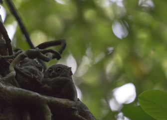 Tarsius in the rainforest