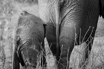 Mother and Child Elephants