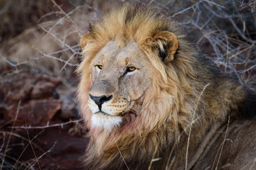 King of the Jungle