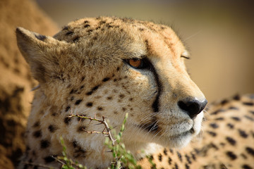 Watchful Cheetah from Madikwe