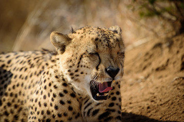 Sleepy Cheetah from Madikwe