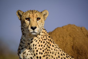 Watchful Cheetah from Madikwe © Andrew