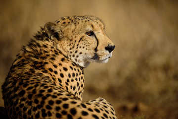 Watchful Cheetah from Madikwe