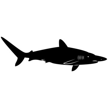 Vector image of a shark silhouette on a white background