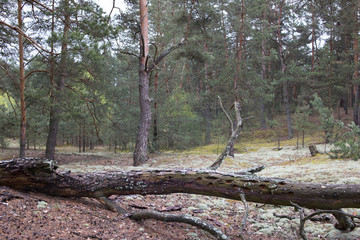 Picturesque strange place covered with lichen in pine forest of Volyn. Remains of trenches of World War One nowadays. Battleground of Brusilov Offensive or June Advance on Eastern Front