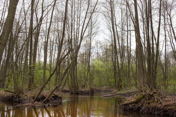 Fototapeta na wymiar Marshy river with branched channel in spring forest. Nature of Volyn in May. Spring in Europe
