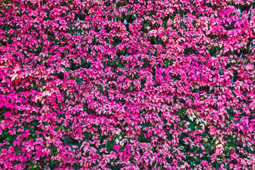 colorful plant or leaves wall background.